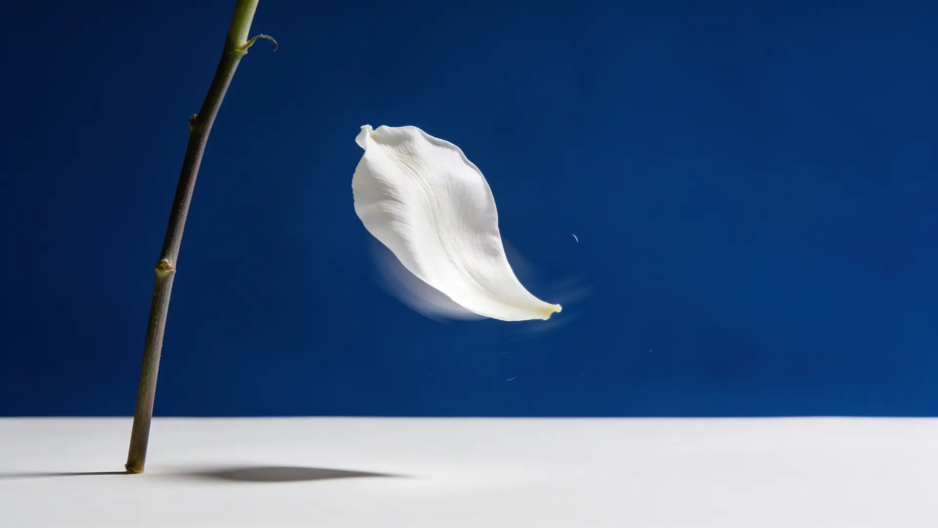 A white petal parting from its stem against deep blue — illustrative image for skin-tag removal
