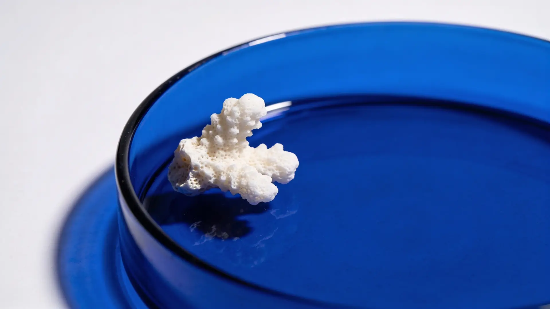 A small white coral fragment on blue glass — illustrative image for wart treatment